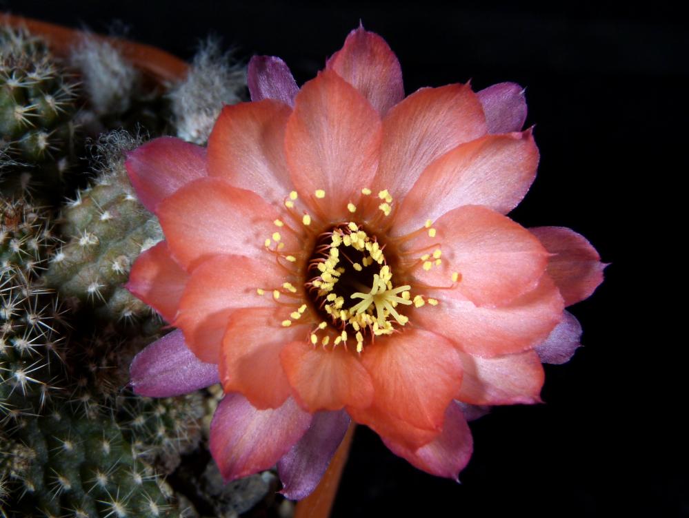 Chamaecereus